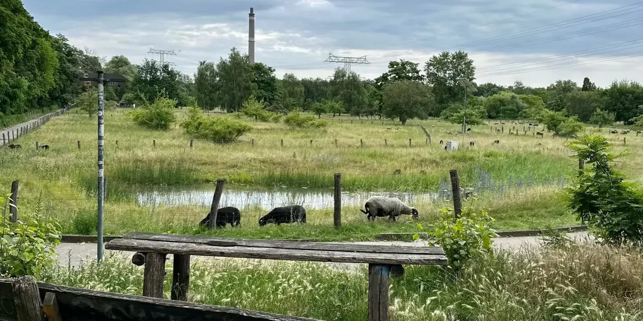 Schafe grasen im **Landschaftspark Herzberge** neben einem Teich. Im Hintergrund ragen Strommasten und ein Schornstein auf.