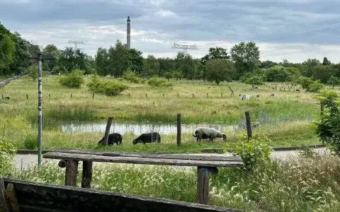 Schafe grasen im **Landschaftspark Herzberge** neben einem Teich. Im Hintergrund ragen Strommasten und ein Schornstein auf.