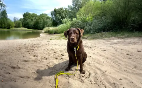 Brauner Hund mit gelber Leine sitzt am Sandstrand eines Sees. Ein schöner Tag für Berlin mit Hund.
