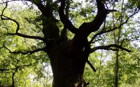 Eine dicke Marie, ein alter Baum mit knorrigen Ästen, ragt in den sonnendurchfluteten Wald.