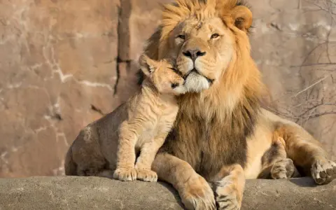 Ein Löwenjunges kuschelt sich an seinen Vater. Ein schöner Anblick, der den Unterschied zwischen Zoo und Tierpark verdeutlicht: Hier erleben wir die Tiere in einer liebevollen, natürlichen Umgebung.