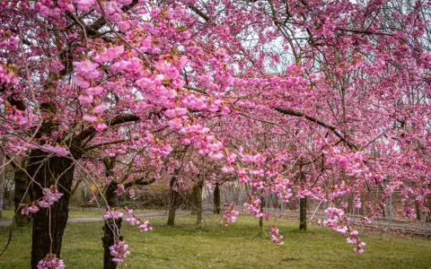 Ein Park in Berlin verwandelt sich in ein Meer aus rosa Blüten. Die Kirschblüten hängen üppig von den Ästen und schaffen eine zauberhafte Frühlingskulisse.