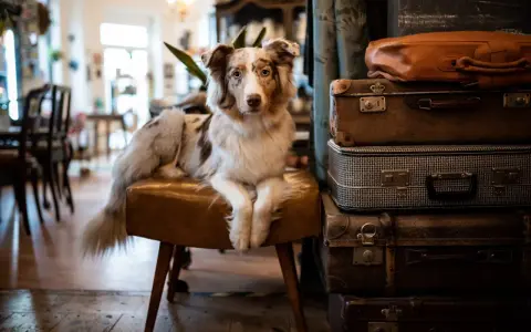Ein Hund sitzt auf einem Hocker in einem gemütlichen hundecafe berlin, umgeben von alten Koffern.