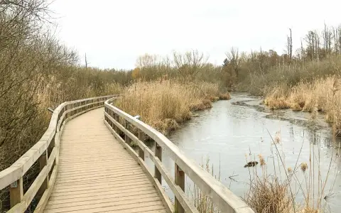 Holzsteg führt durch Schilf am gefrorenen Fluss. Perfekt für eine ruhige Wanderung in Berlin.