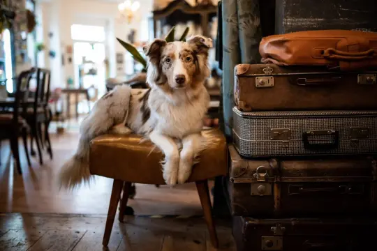 Ein Hund sitzt auf einem Hocker in einem gemütlichen hundecafe berlin, umgeben von alten Koffern.