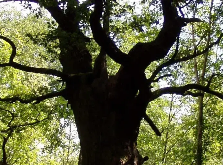 Eine dicke Marie, ein alter Baum mit knorrigen Ästen, ragt in den sonnendurchfluteten Wald.