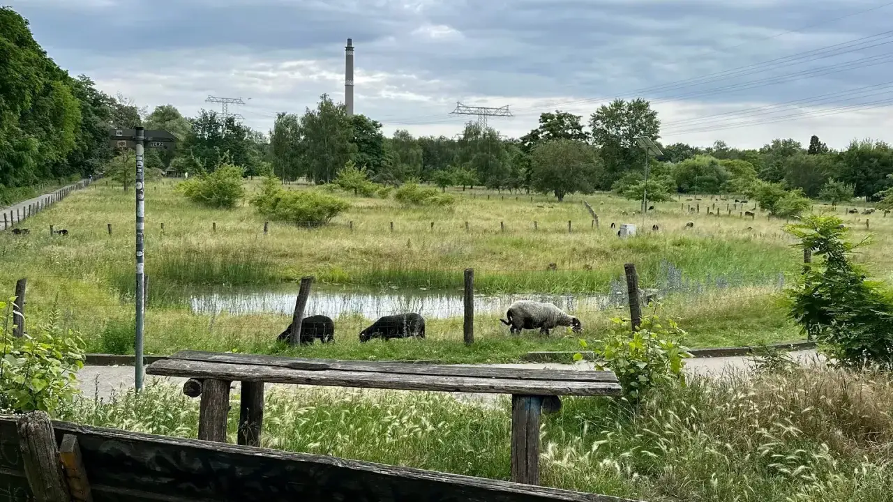 Schafe grasen friedlich im Landschaftspark Herzberge neben einem Teich. Im Hintergrund ragen Strommasten und ein Schornstein auf.