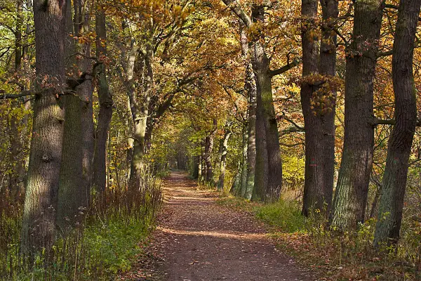 Waldweg im Herbst mit bunten Blättern und hohen Bäumen.