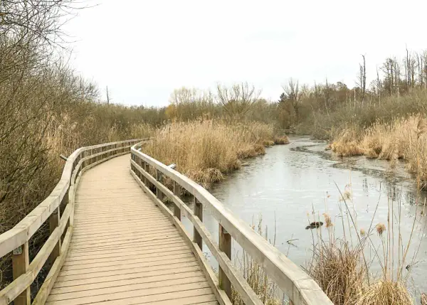 Holzsteg führt durch Schilf am gefrorenen Fluss. Perfekt für eine ruhige Wanderung in Berlin.